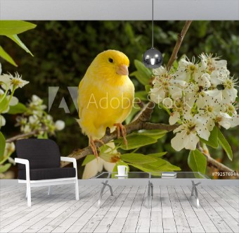 Picture of Canary on a branch of a flowering pear